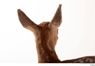 Deer doe head 0007.jpg